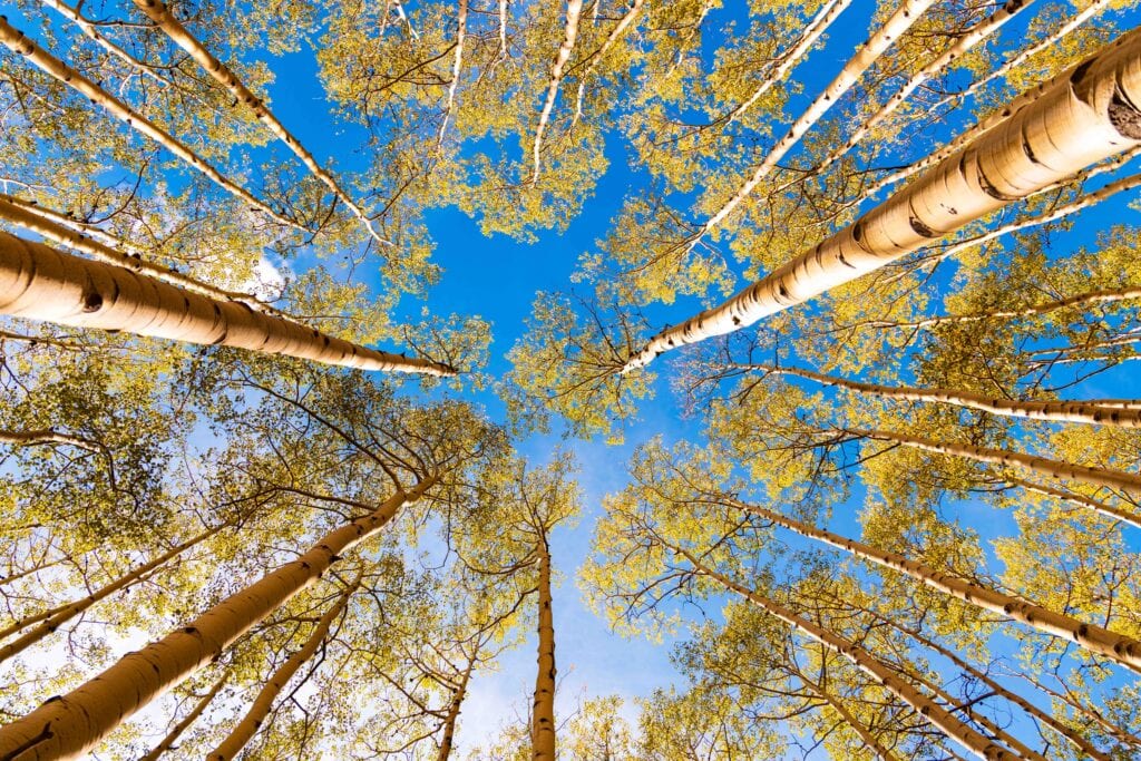 Looking up through a canopy of aspen leaves and branches against a blue sky