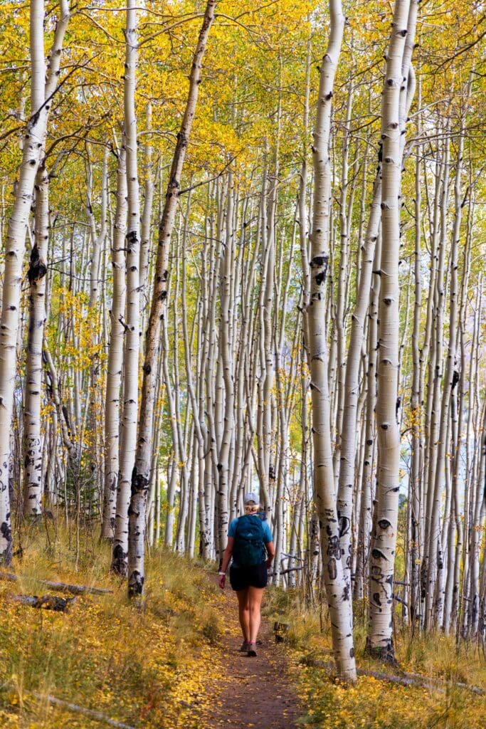 Hiker walking a trail through a golden aspen grove in fall