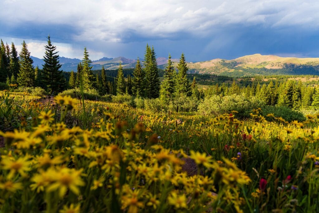 yellow flowers and green trees in the mountains