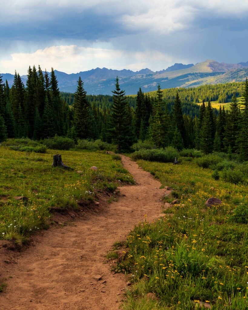 a trail winding though the forest in colorado near vail
