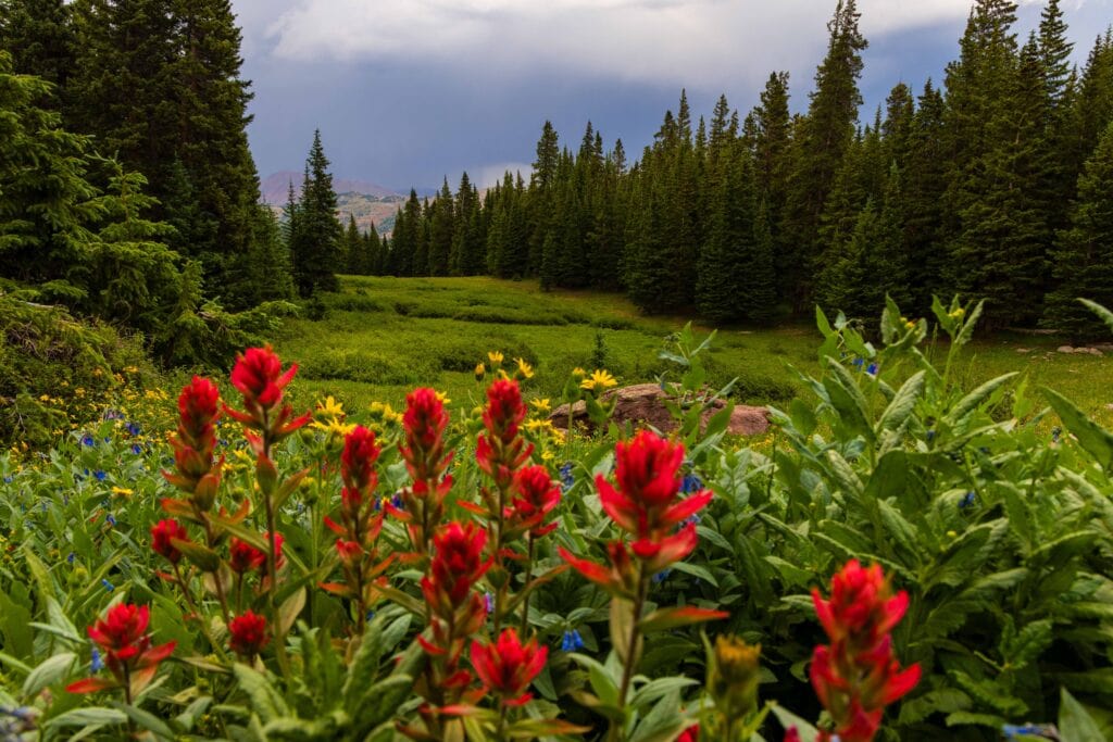 red flowers and trees in the colorado mountains near vail
