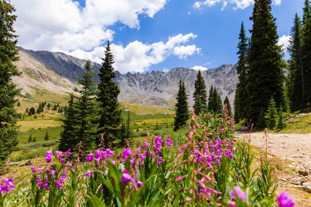 purple flowers with trees and mountains in the background