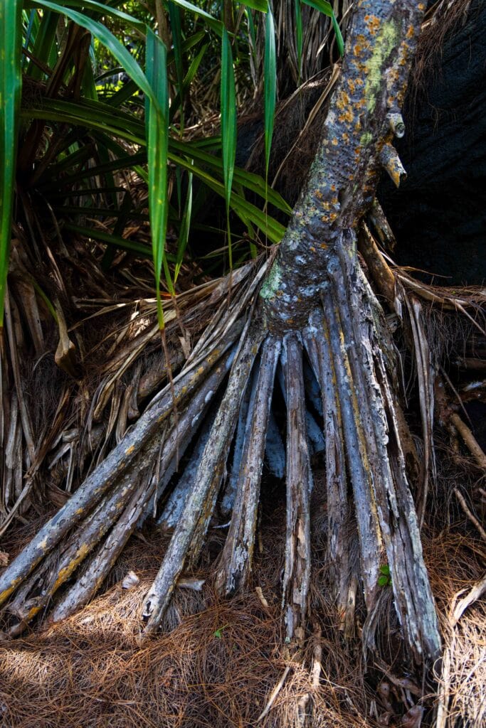 a palm trees roots showing