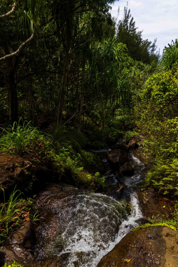 a small stream flows near the Hanakapi'ai beach trail