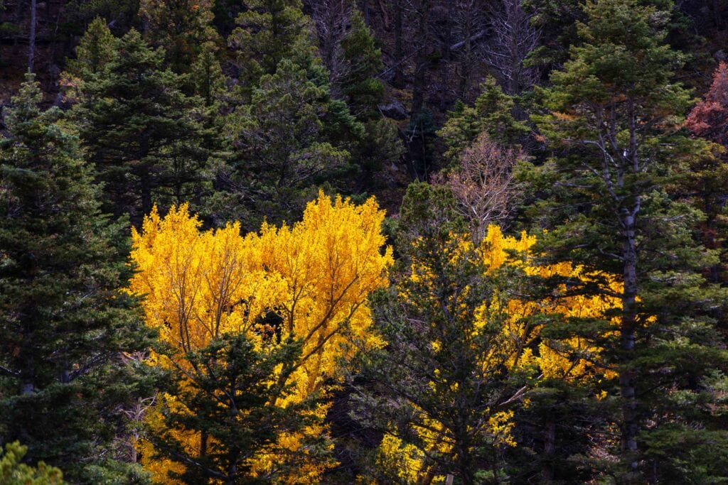 yellow trees on a hike in colorado