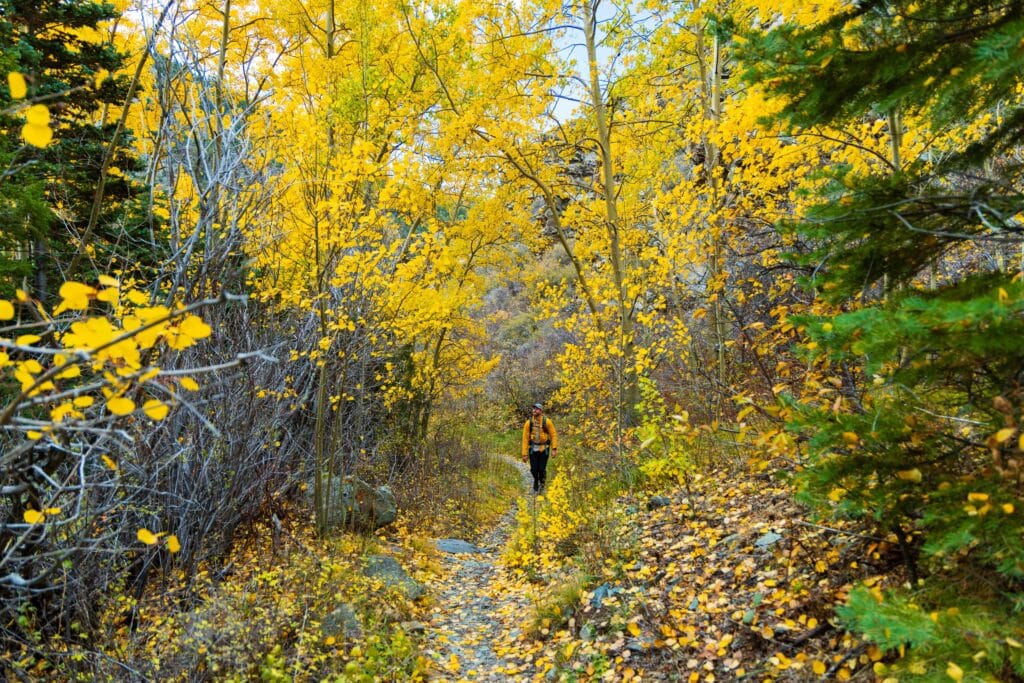 a hiker walks through trees with yellow leaves in great sand dunes national park on the mosca pass trail