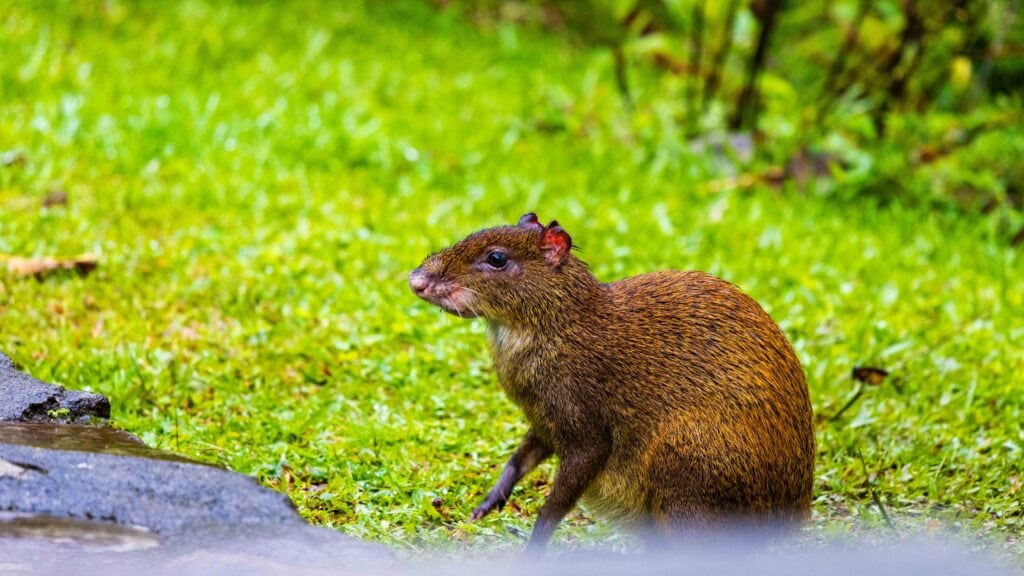 an animal on grass