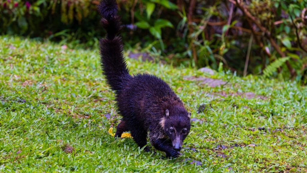 an animal walks on grass