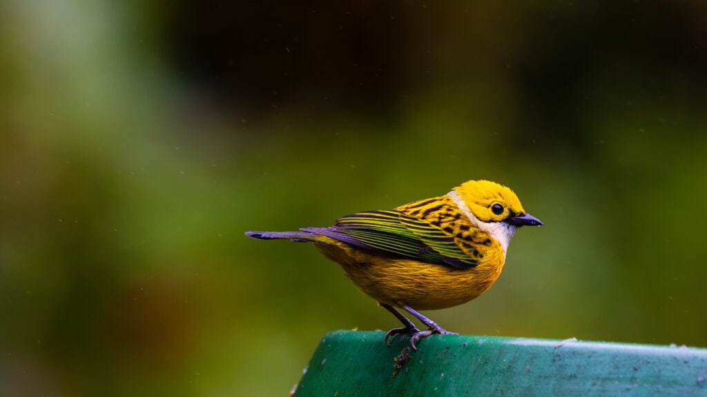 a yellow bird
