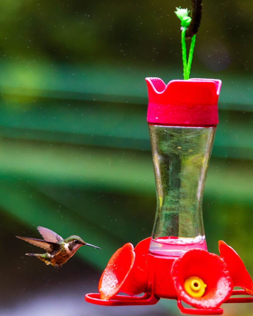 a hummingbird fly's near a feeder